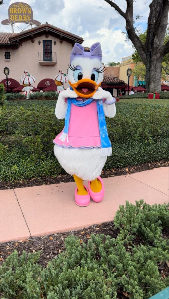 Daisy with a winter scarf in Disney’s Hollywood Studios